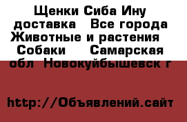 Щенки Сиба Ину доставка - Все города Животные и растения » Собаки   . Самарская обл.,Новокуйбышевск г.